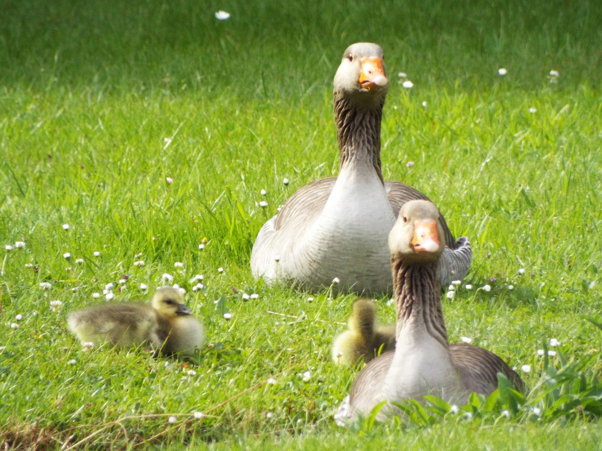 Famille Canard